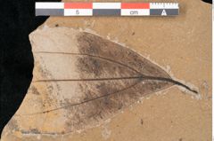 Foto (Detailansicht) von Cinnamomum sp. (NHMW-GEO-2024-0188-11487)
